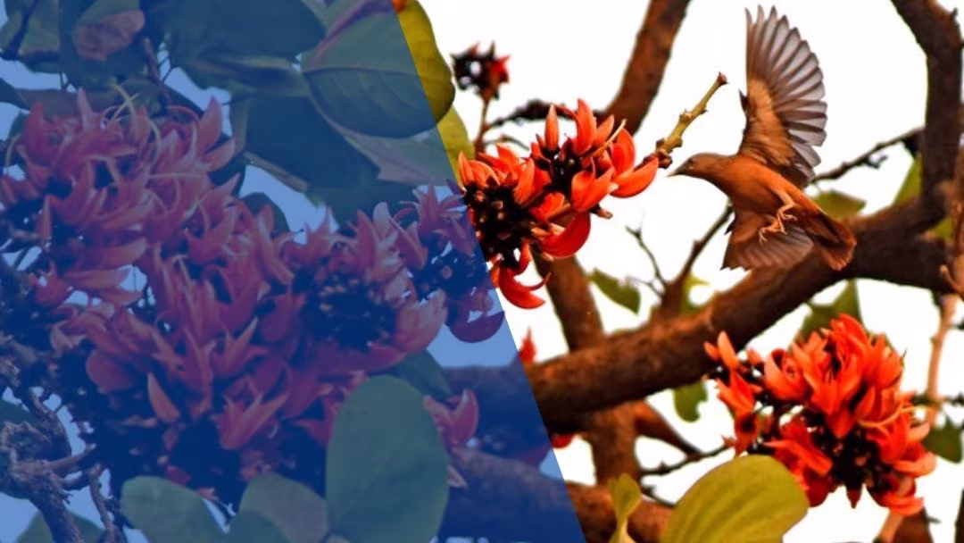 ঋতুরাজ