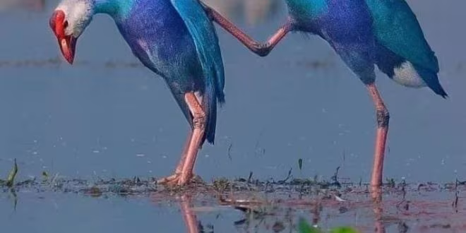 স্বার্থের বন্ধু