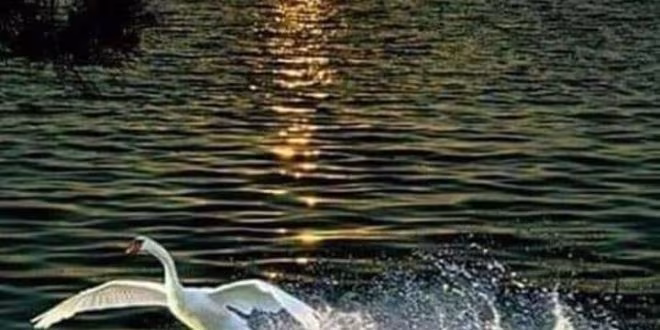 রবির আলো