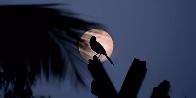 একা