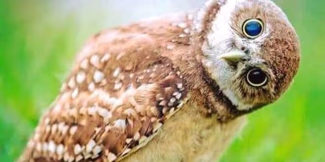 ইচ্ছে পূরণ অ ভি ধা নে