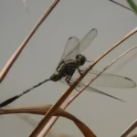 জল ফড়িং