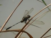 জল ফড়িং