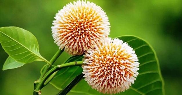 কদম গুচ্ছ কবিতা